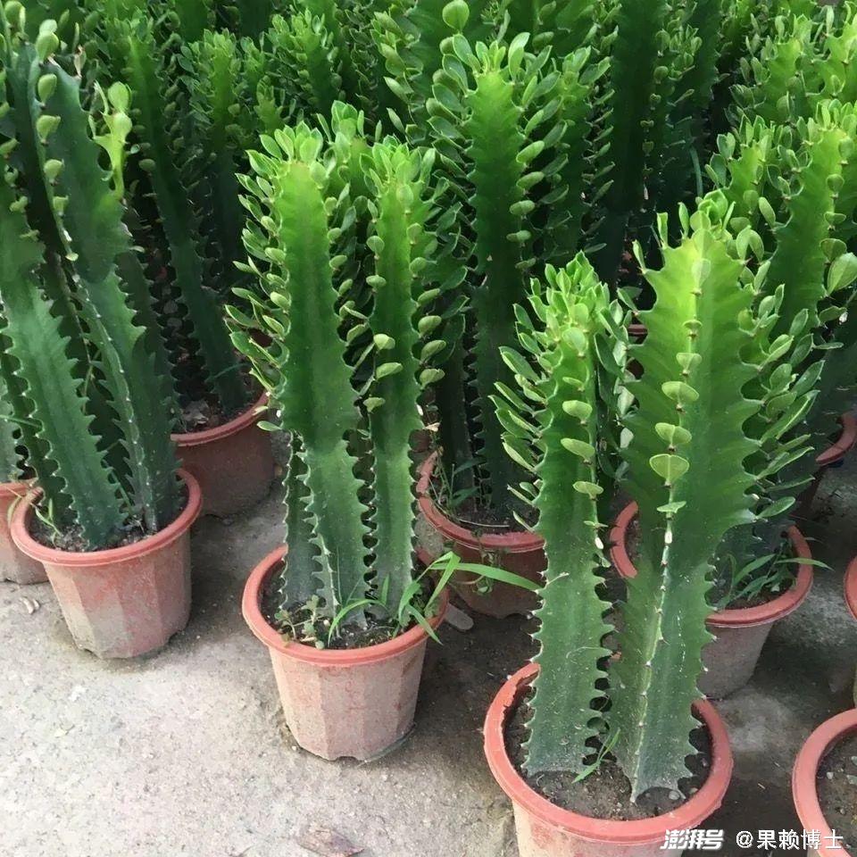 为什么龙骨花是一种危险的植物?龙骨花为什么不能养在家里?