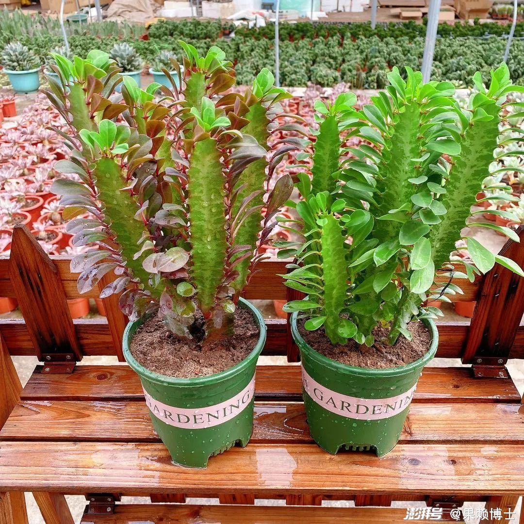 为什么龙骨花是一种危险的植物?龙骨花为什么不能养在家里?