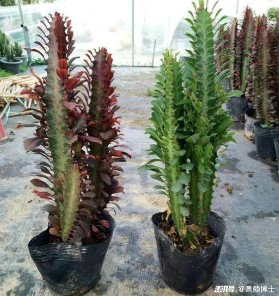 为什么龙骨花是一种危险的植物?龙骨花为什么不能养在家里?