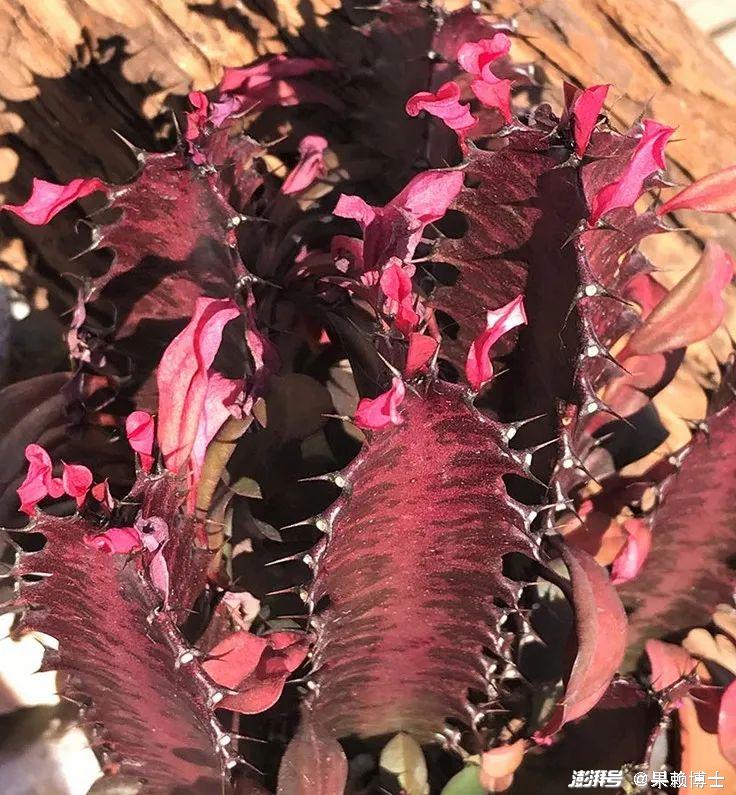 为什么龙骨花是一种危险的植物?龙骨花为什么不能养在家里?