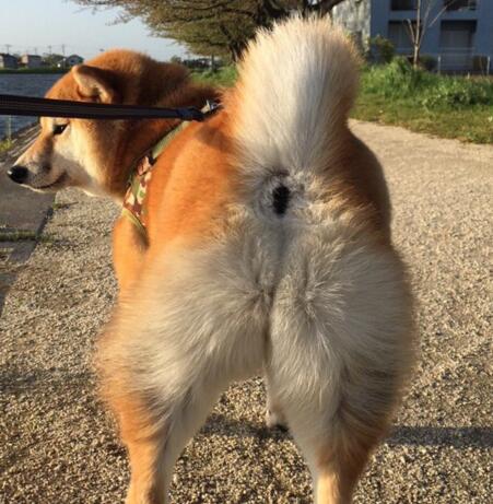 从鼻毛到尻毛的距离有多远？让我们一起走近神奇的日本地名