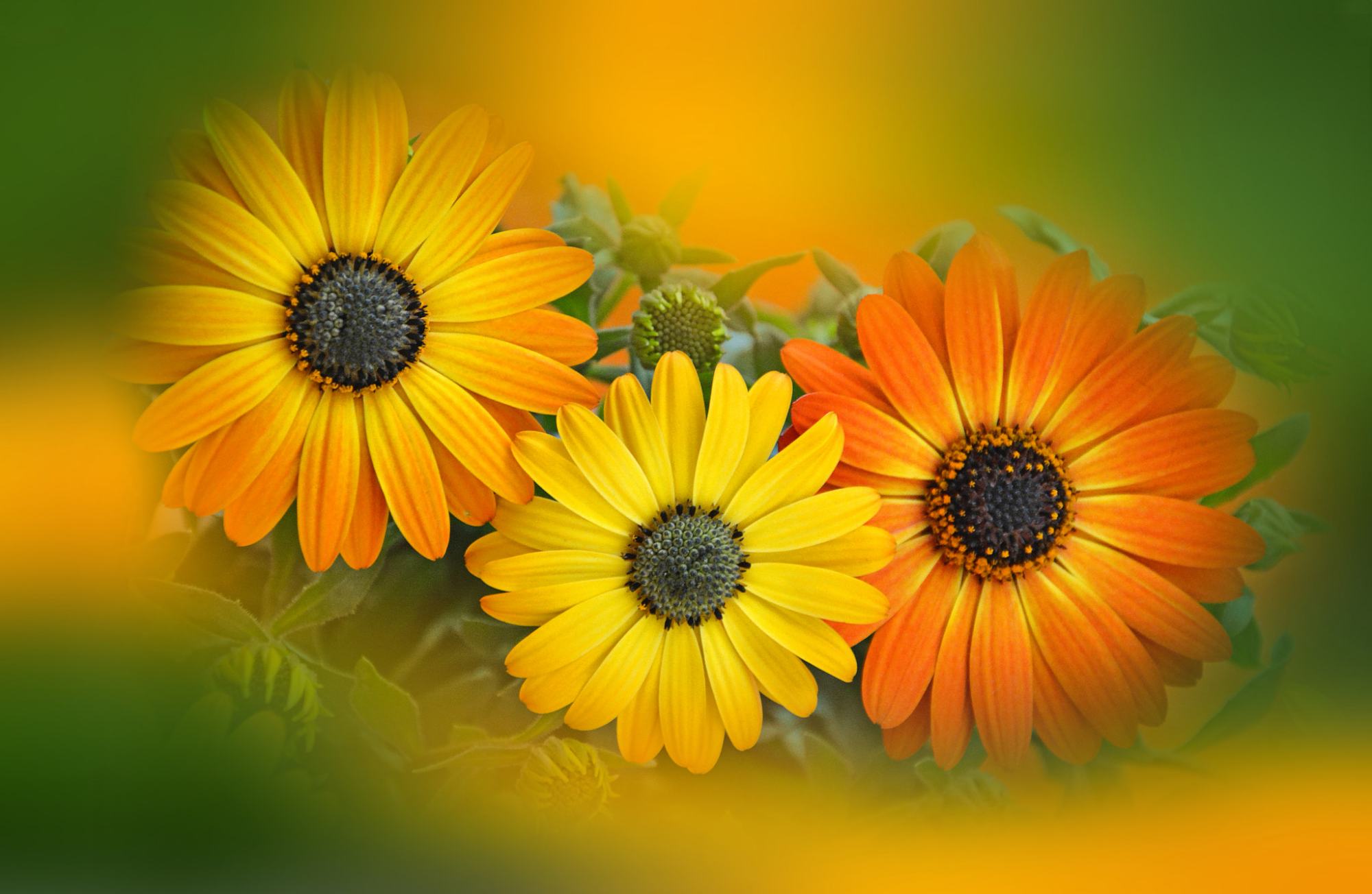 过目不忘不是天赋！顺着大脑规律学，读过的内容永远不忘