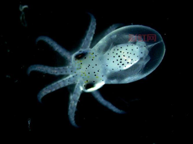 深海争霸：人类、章鱼与外星硅族的终极战争