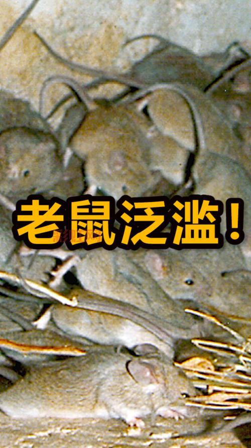 狂鼠来袭：揭秘老鼠袭击背后的恐怖真相