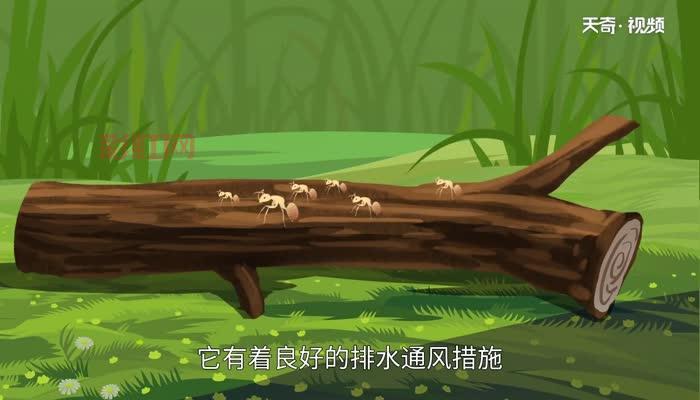 蚂蚁生活环境大解析：适宜的温度与湿度条件