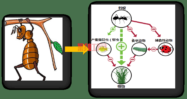 蚂蚁生活环境大解析：适宜的温度与湿度条件