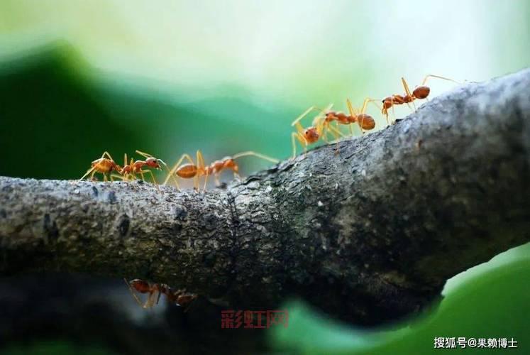 蚂蚁生活环境大解析：适宜的温度与湿度条件
