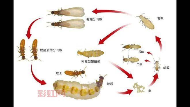 蚂蚁生活环境大解析：适宜的温度与湿度条件