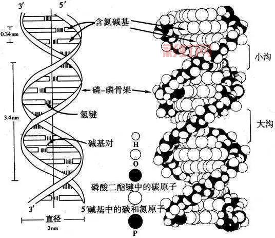 什么是氢键？探讨其在分子结构中的重要性