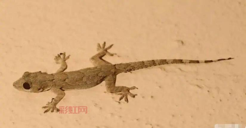 巨型树妖的起源与神秘力量揭秘