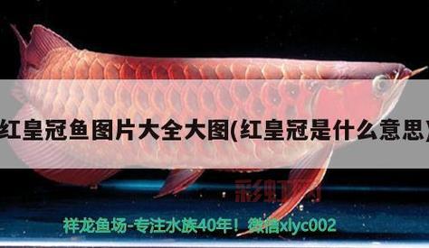 了解皇冠鱼：观赏与食用的最佳选择