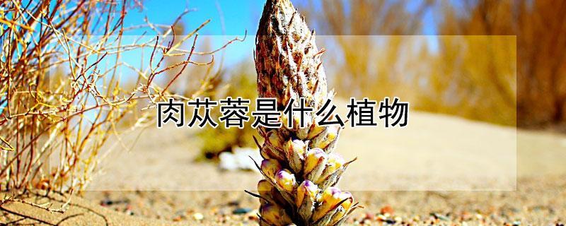为什么肉苁蓉偏爱寄生在梭梭树根部？