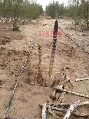 为什么肉苁蓉偏爱寄生在梭梭树根部？
