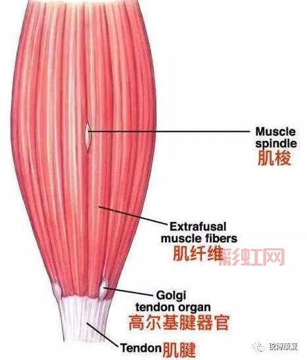 筋膜枪是什么？深入了解筋膜枪的原理与功效