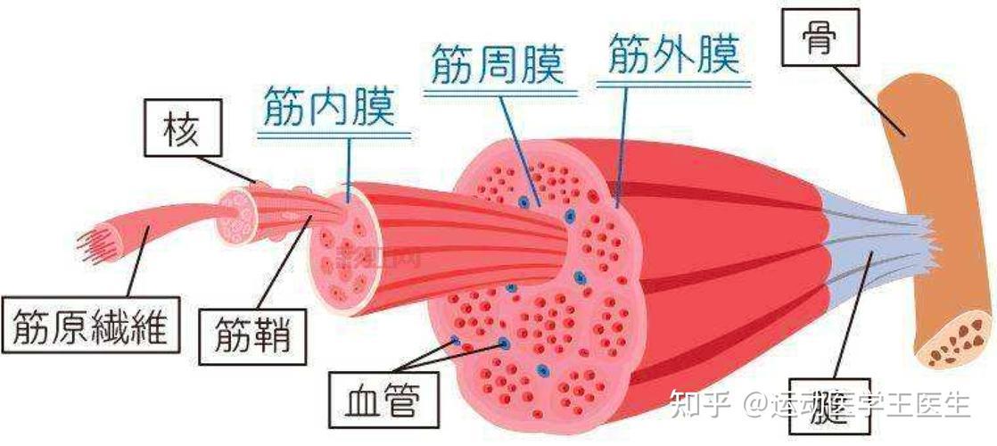 筋膜枪是什么？深入了解筋膜枪的原理与功效