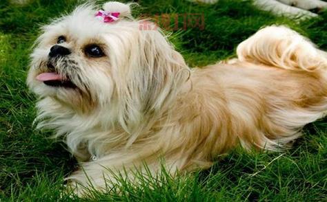 探索驱魔圣犬拉萨犬：家庭理想伴侣与护卫