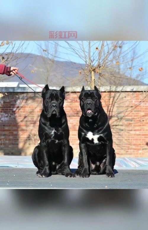 探索驱魔圣犬拉萨犬：家庭理想伴侣与护卫