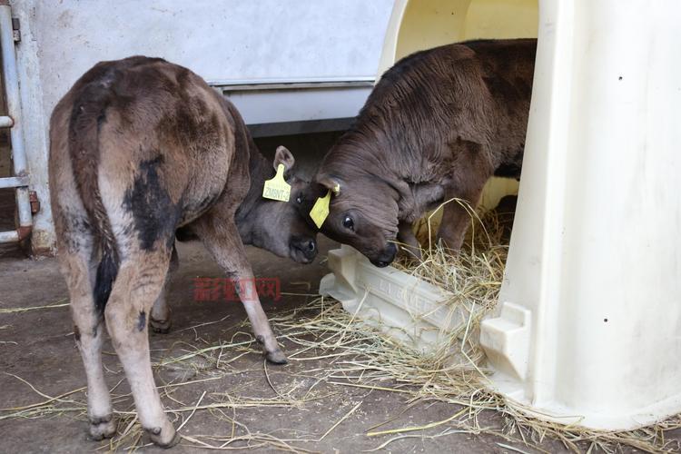 首次成功克隆濒危动物：重庆云阳实现历史性突破