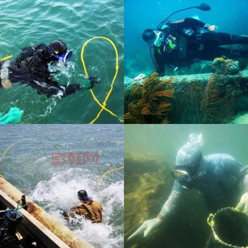 揭秘海洋夏眠者：为什么海参在夏季进入“夏眠”？