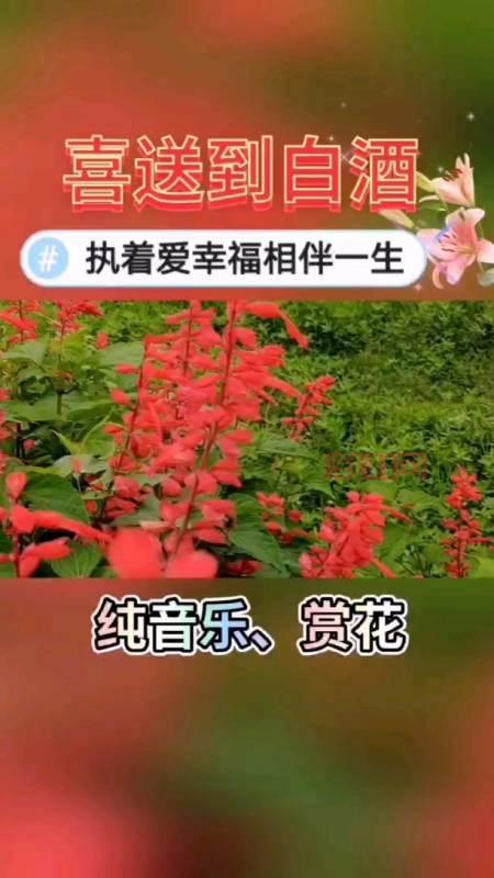 花与的祝福：春光与爱相伴，岁月如诗如画