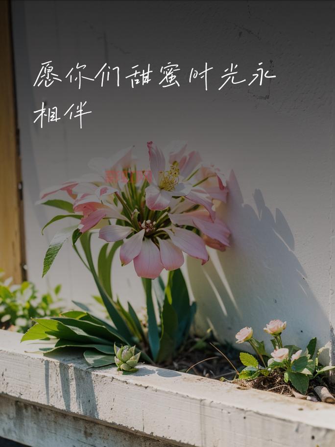 花与的祝福：春光与爱相伴，岁月如诗如画