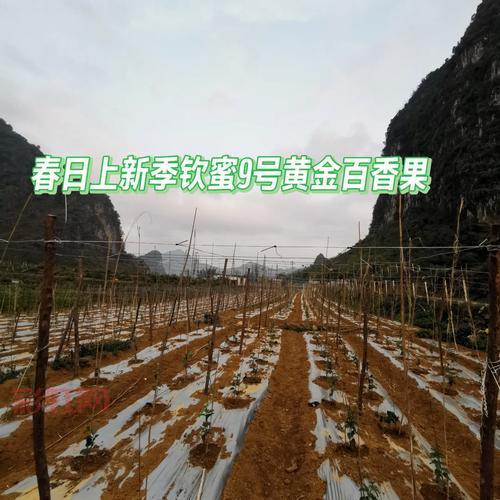 百香果高温不结果？教你低成本温控养护秘诀