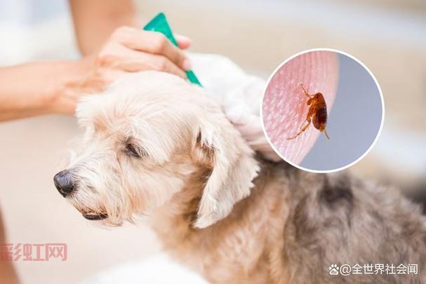 跳蚤寿命揭秘：跳蚤在宠物和人体上的生存时间