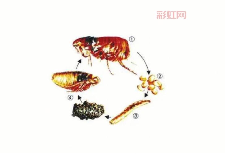 跳蚤寿命揭秘：跳蚤在宠物和人体上的生存时间