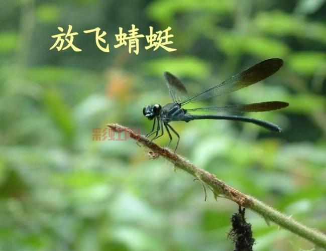 了解阳阳玛：蜻蜻蜓的属性与最佳培养策略