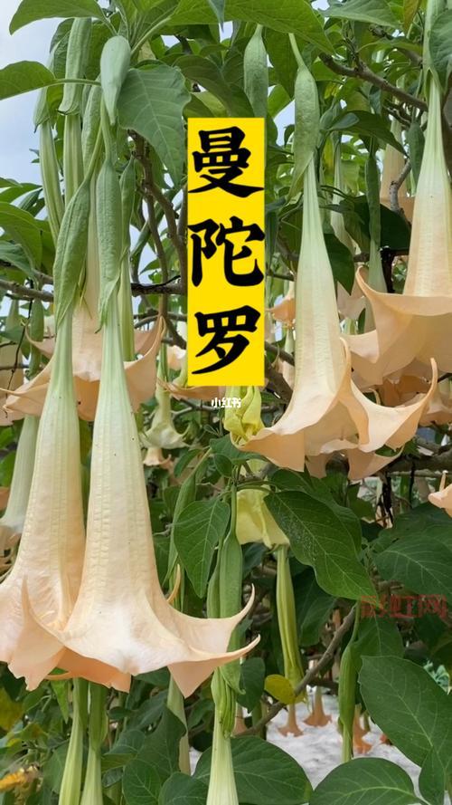曼陀罗花有毒吗？它的毒性和危害你了解多少？
