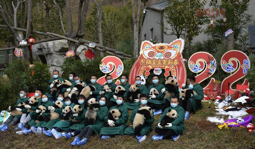 熊猫幼仔集体亮相，送上最萌新年祝福