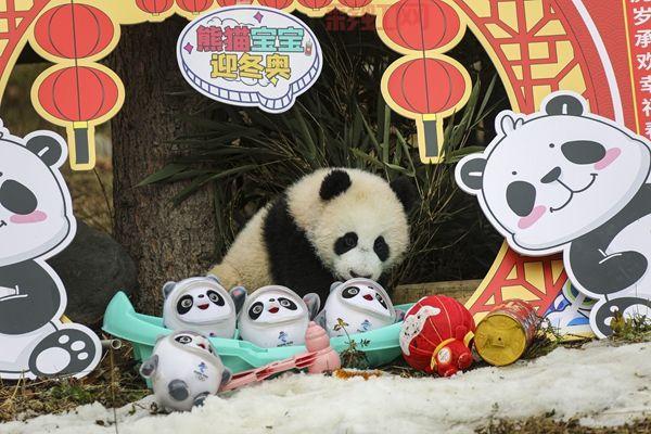 熊猫幼仔集体亮相，送上最萌新年祝福
