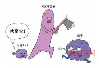 日本批准基因编辑河豚上市，成为第三种基因编辑食品
