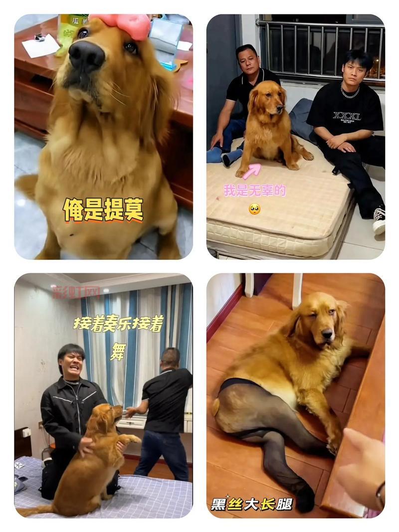 探讨：玩提莫都是死妈的，这句话为何引起如此争议？