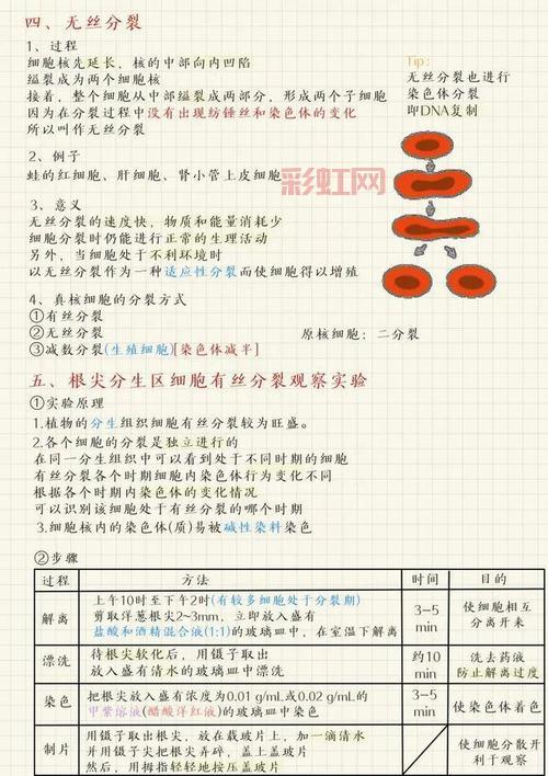 细胞分裂6攻略全流程！从入门到精通看这篇就够了！