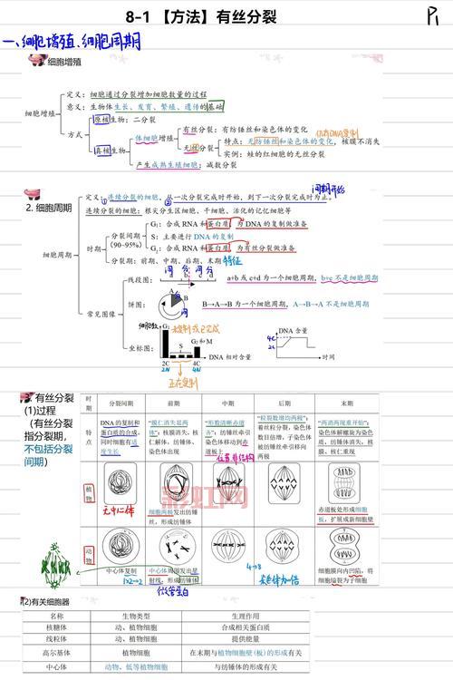 细胞分裂6攻略全流程！从入门到精通看这篇就够了！