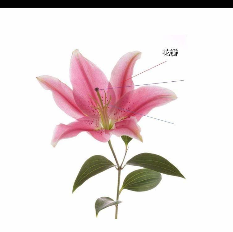 PPT怎么利用触发器实现简单交互动画?