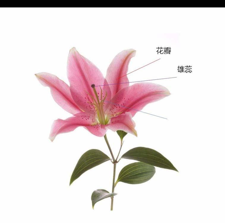 PPT怎么利用触发器实现简单交互动画?