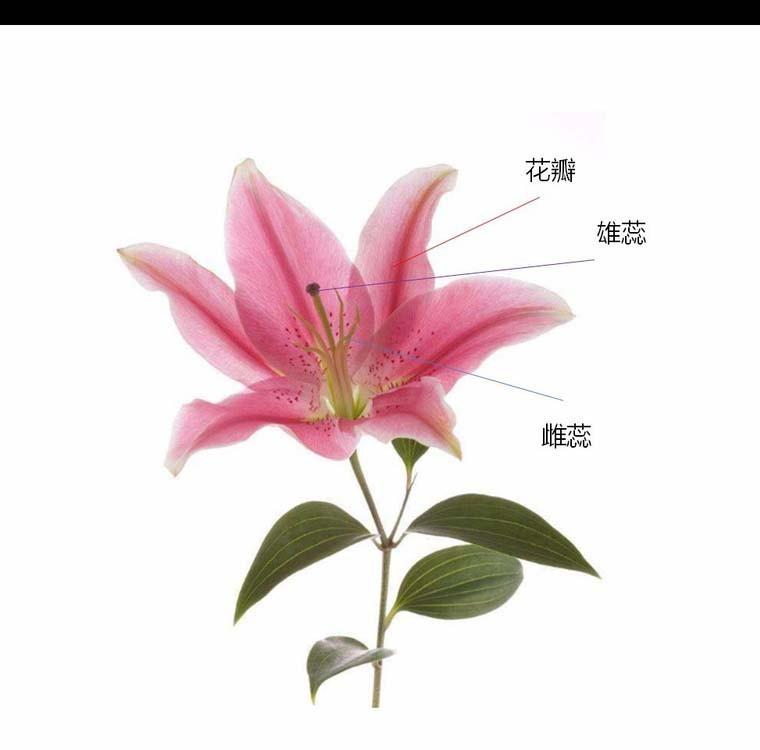 PPT怎么利用触发器实现简单交互动画?