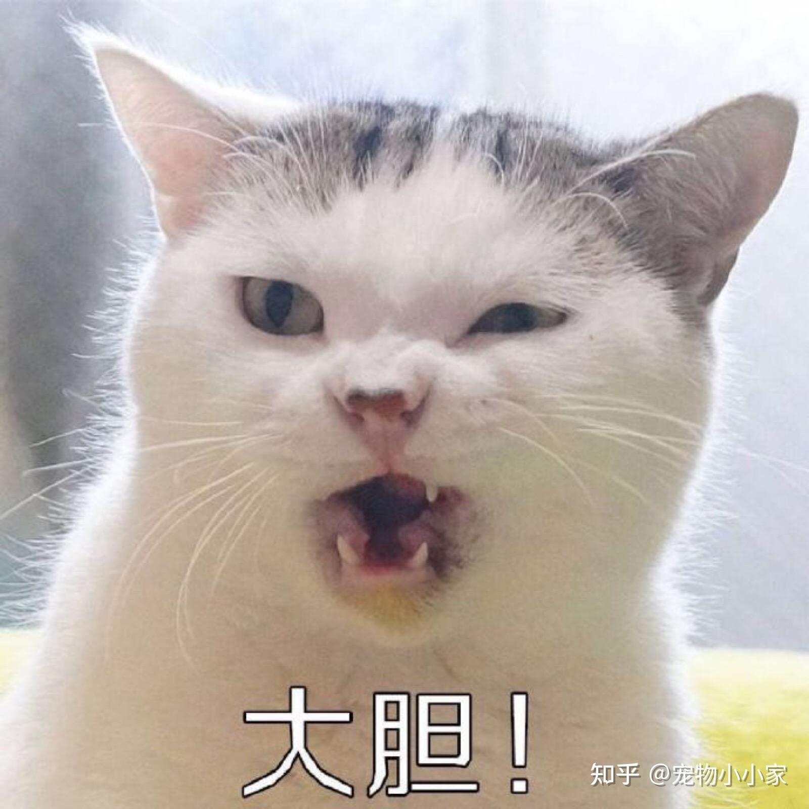 30条“猫咪小知识”，养猫的你一定要了解！
