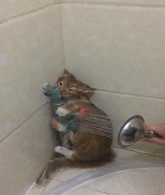 30条“猫咪小知识”，养猫的你一定要了解！