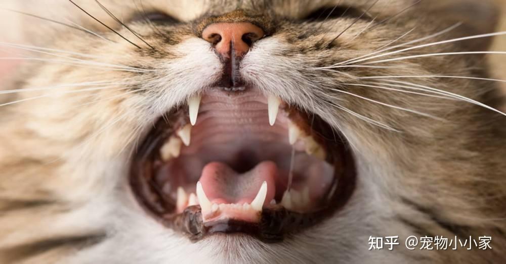 30条“猫咪小知识”，养猫的你一定要了解！