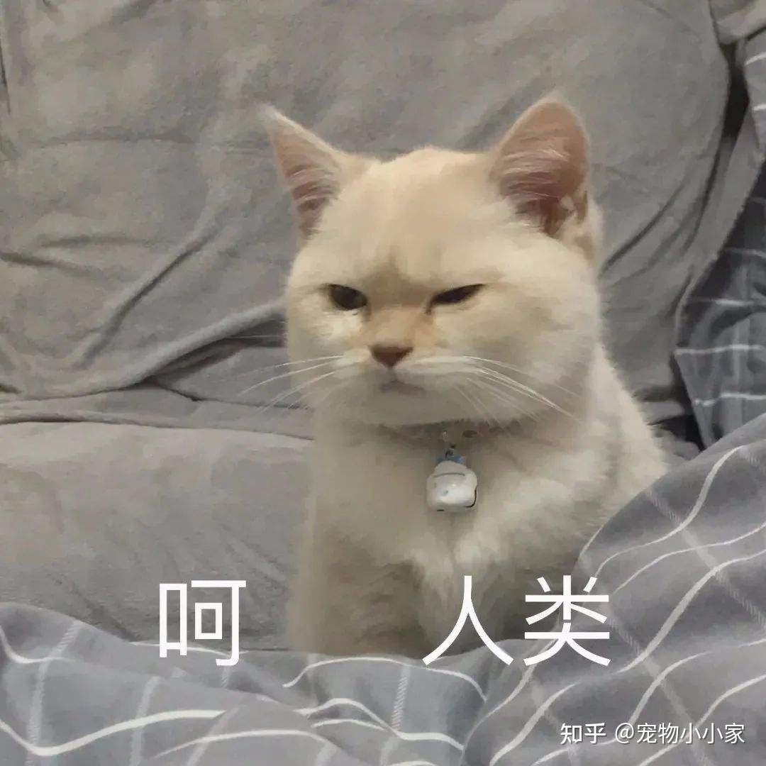 30条“猫咪小知识”，养猫的你一定要了解！