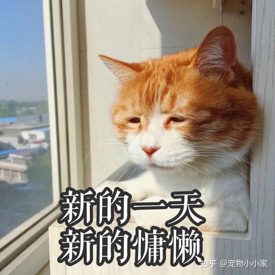 30条“猫咪小知识”，养猫的你一定要了解！