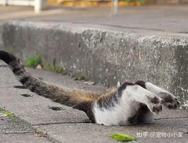 30条“猫咪小知识”，养猫的你一定要了解！