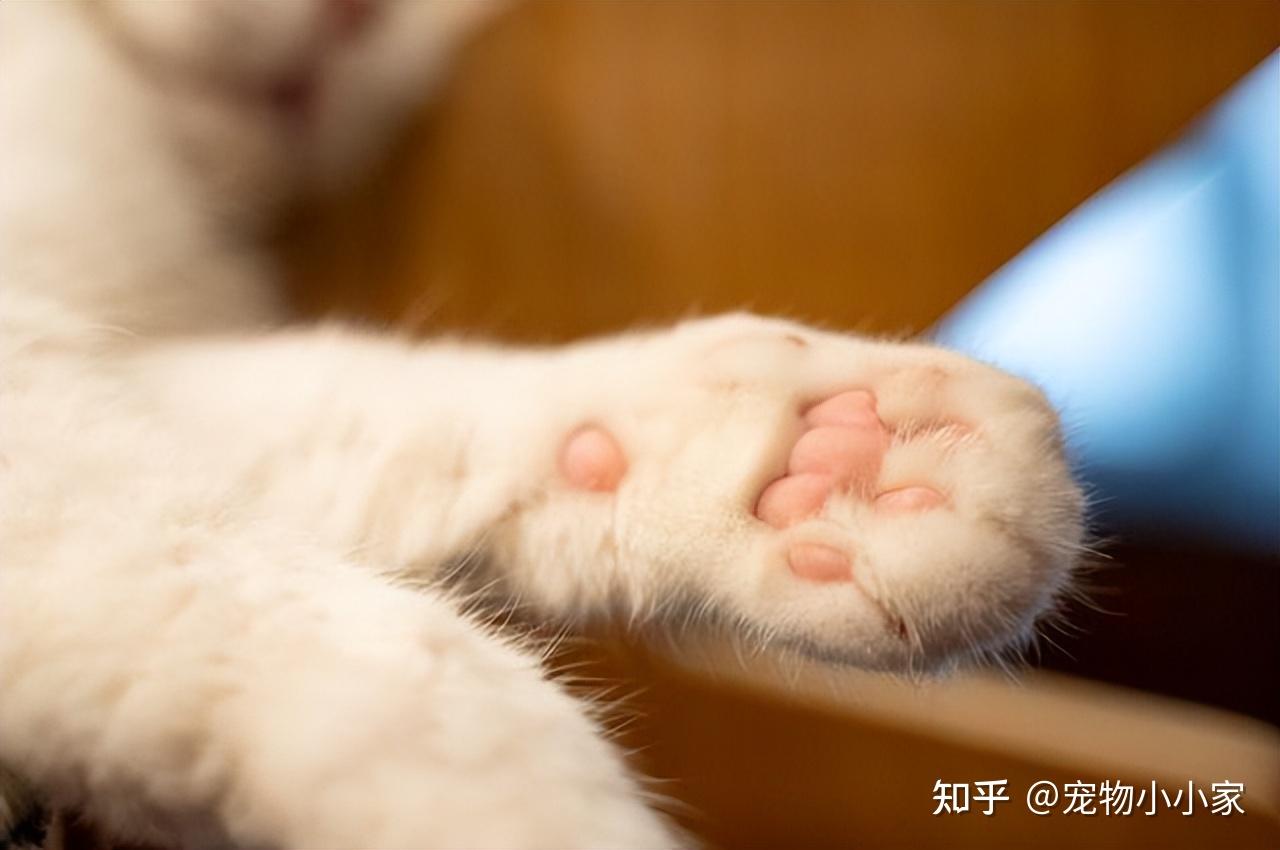 30条“猫咪小知识”，养猫的你一定要了解！
