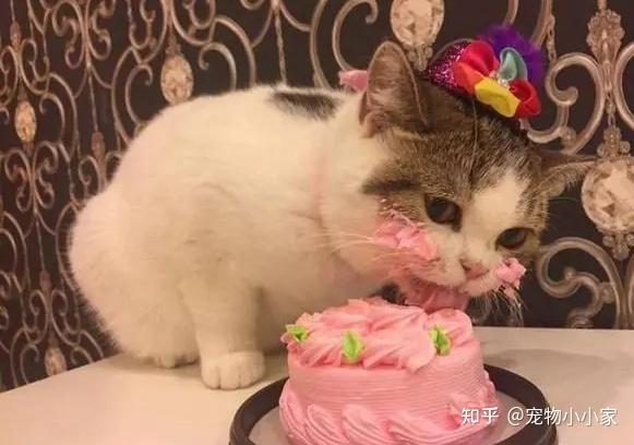 30条“猫咪小知识”，养猫的你一定要了解！
