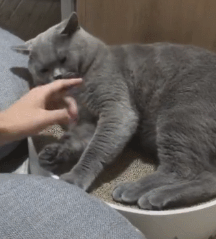 30条“猫咪小知识”，养猫的你一定要了解！