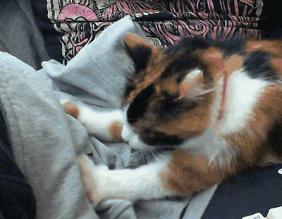 30条“猫咪小知识”，养猫的你一定要了解！