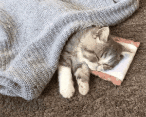 30条“猫咪小知识”，养猫的你一定要了解！